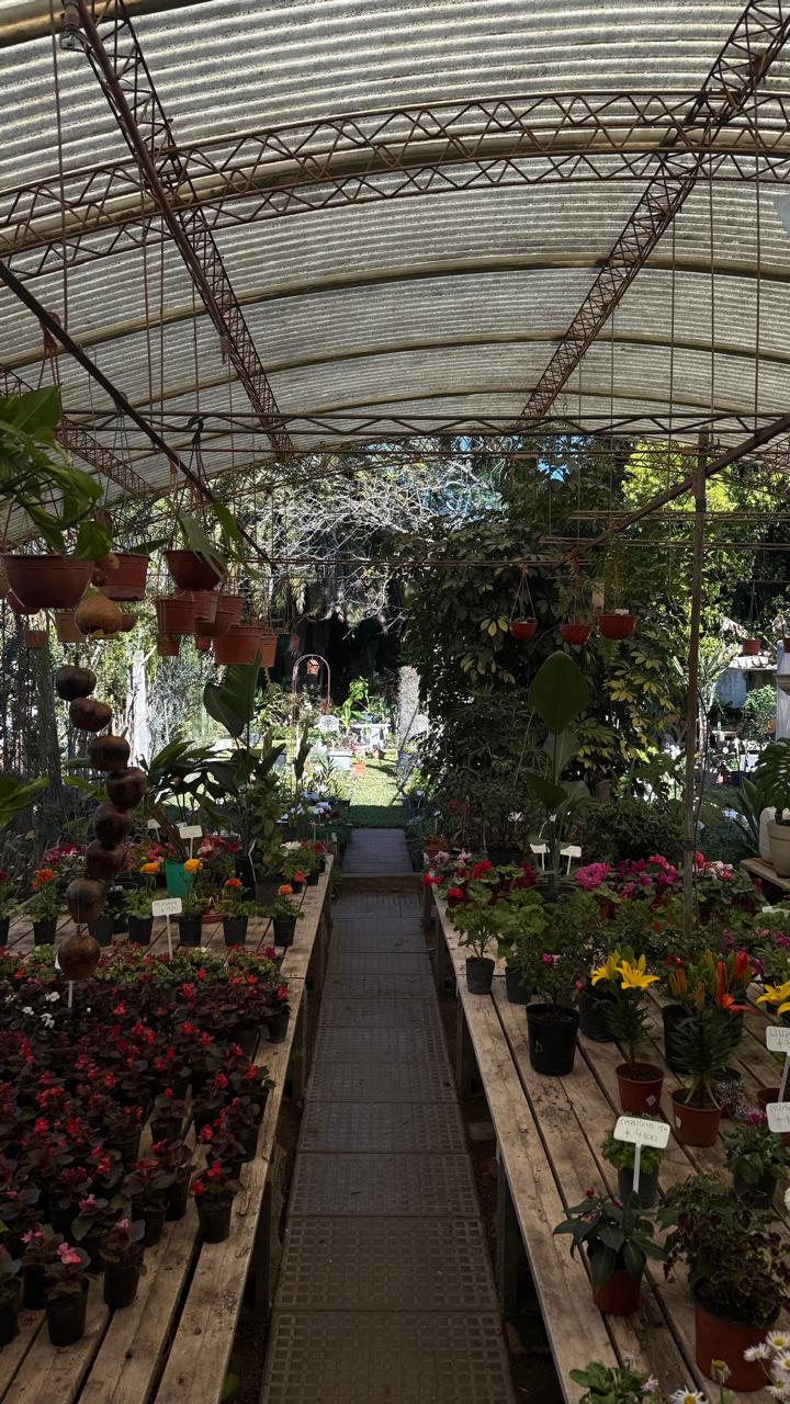 Interior de uno de los invernaderos del vivero: camino de madera entre mesas con plantas en flor y macetas colgantes, bajo el techo de chapa curva
