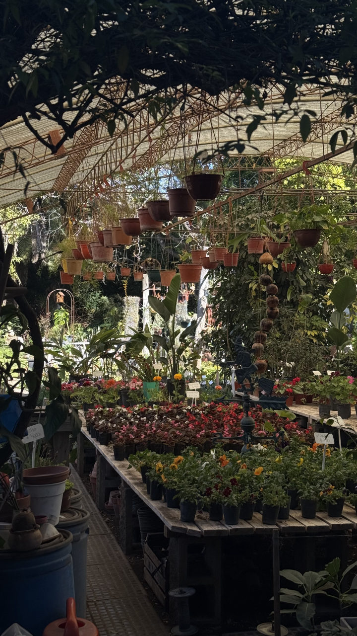 Interior de un invernadero del vivero con macetas de barro colgando del techo curvo y mesas con flores de estación coloridas