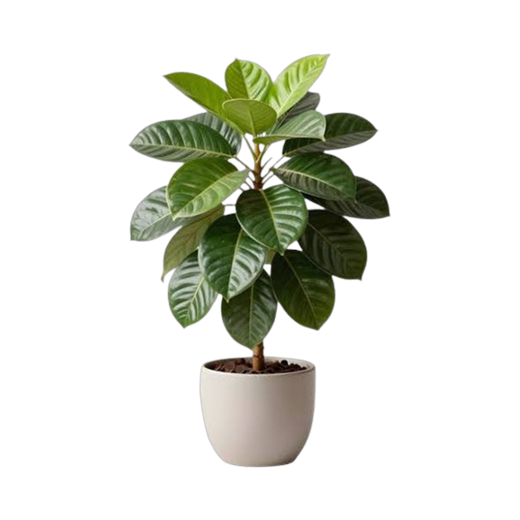Foto de una planta de interior frondosa en maceta